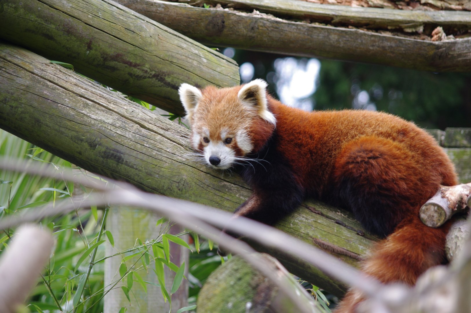 Red Panda- 11/4/2024