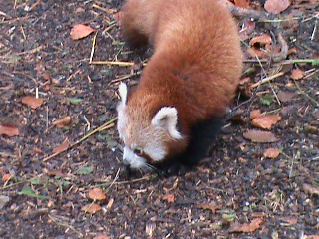 Red panda 121210
