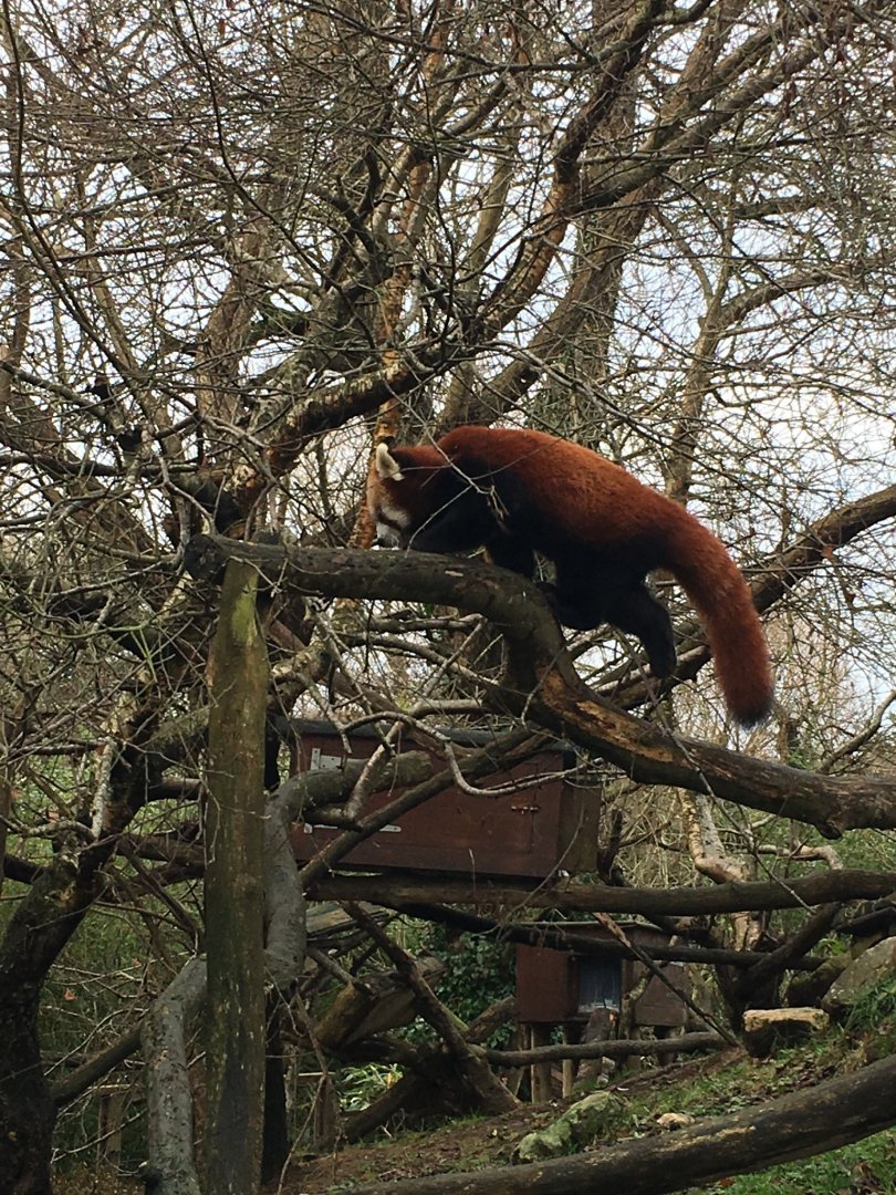Red panda 121216