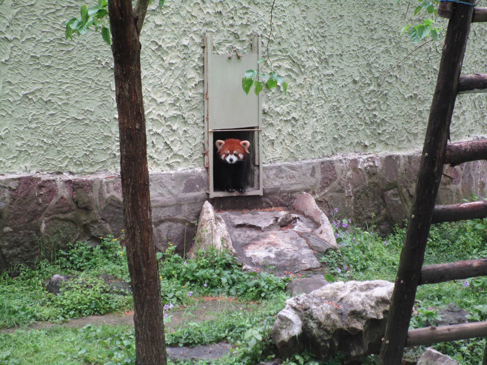 Red Panda - 16/04/2016