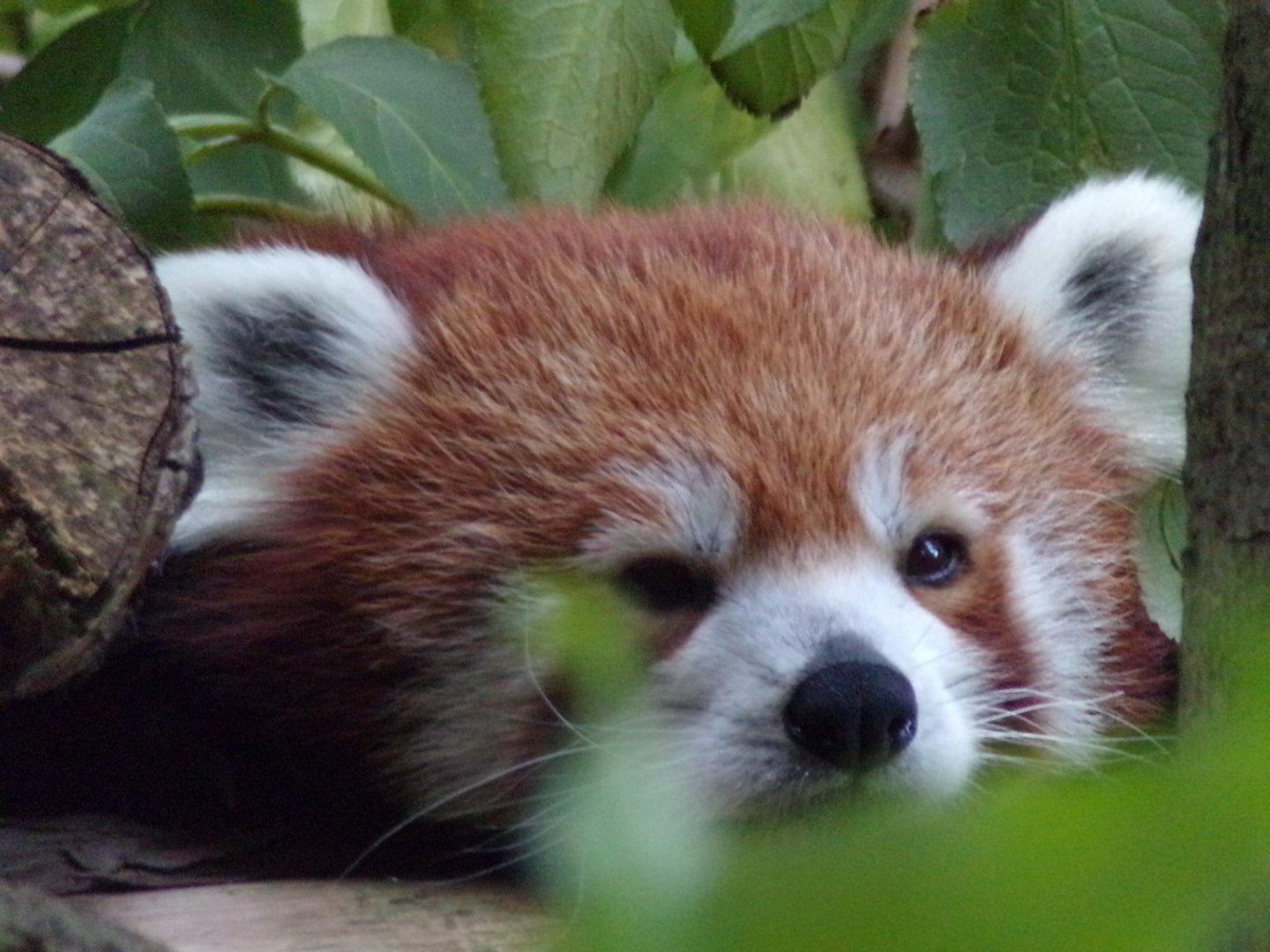 Red panda 16.9.24