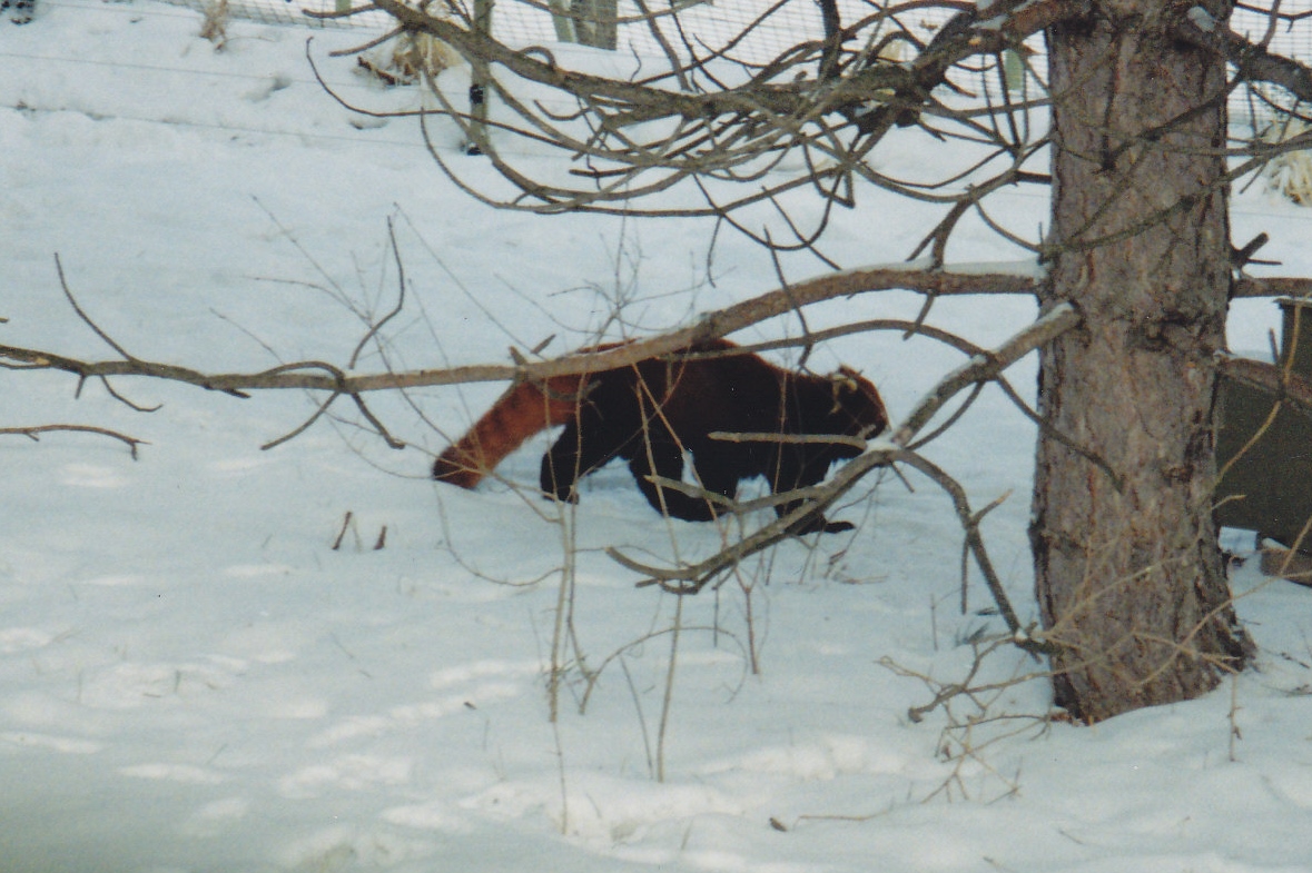 Red Panda 1990's
