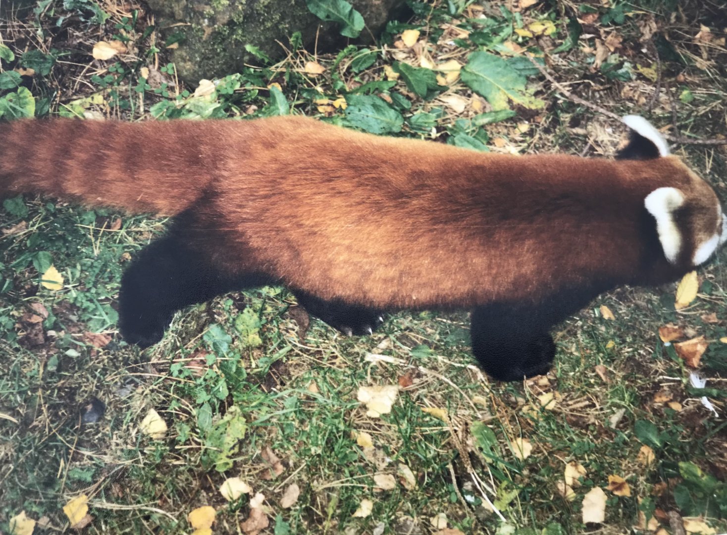 Red panda 1990s