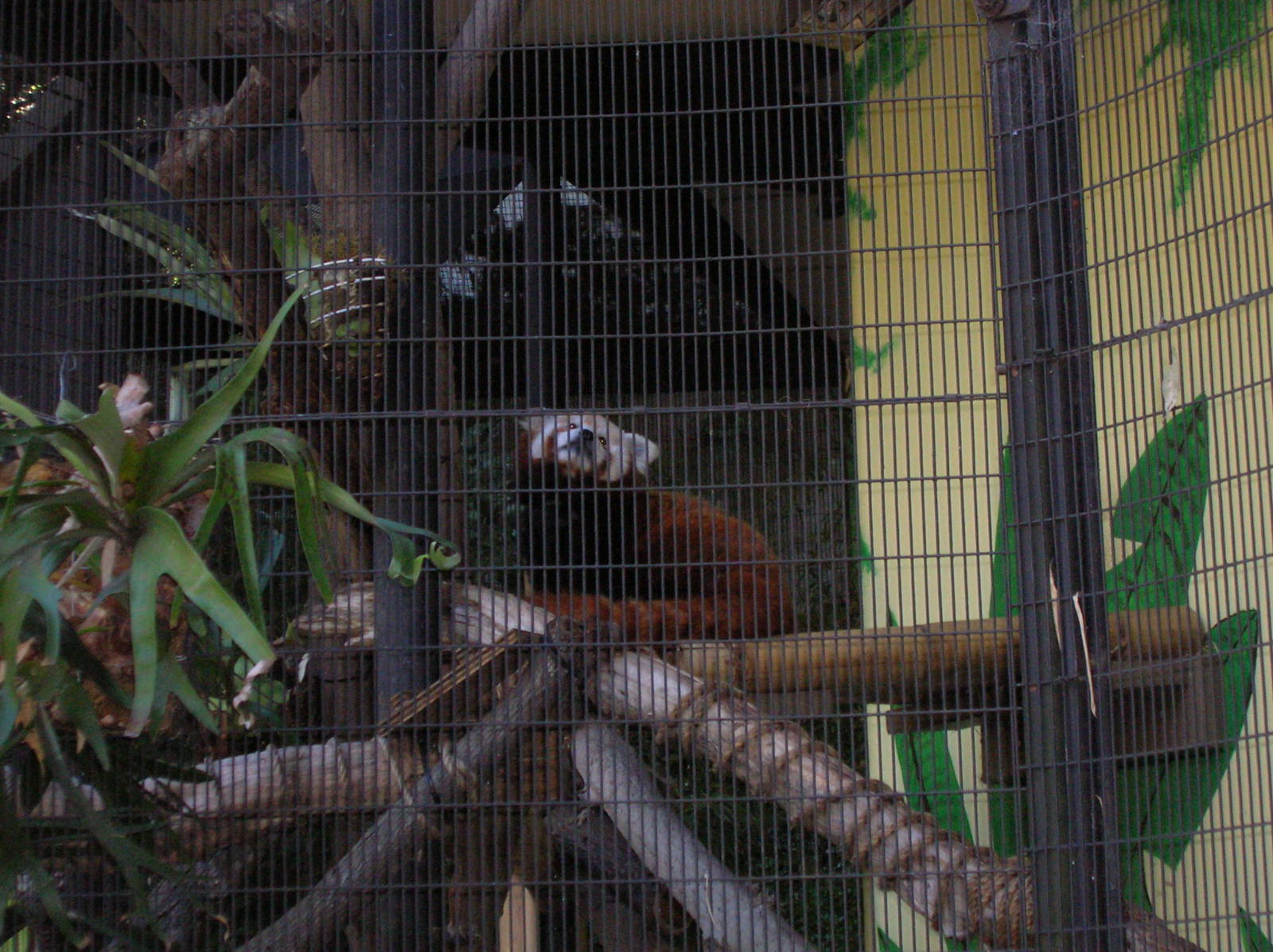 Red Panda 2-19-09