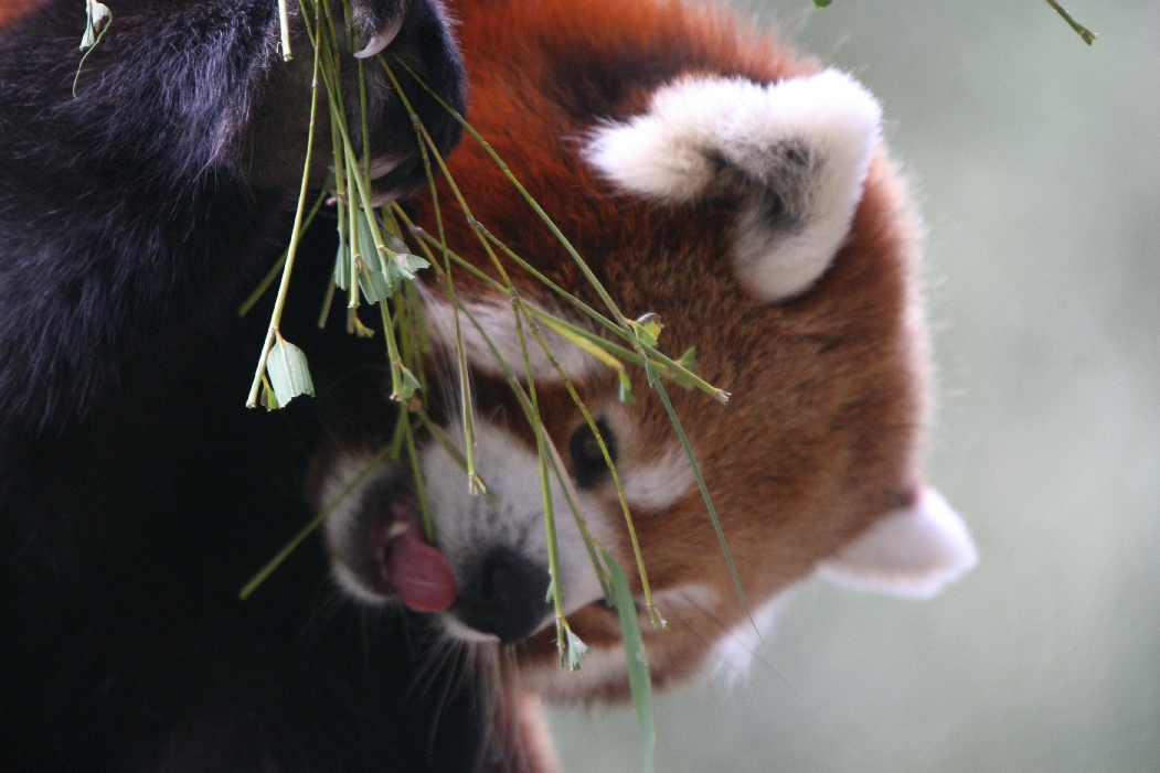 Red Panda #2