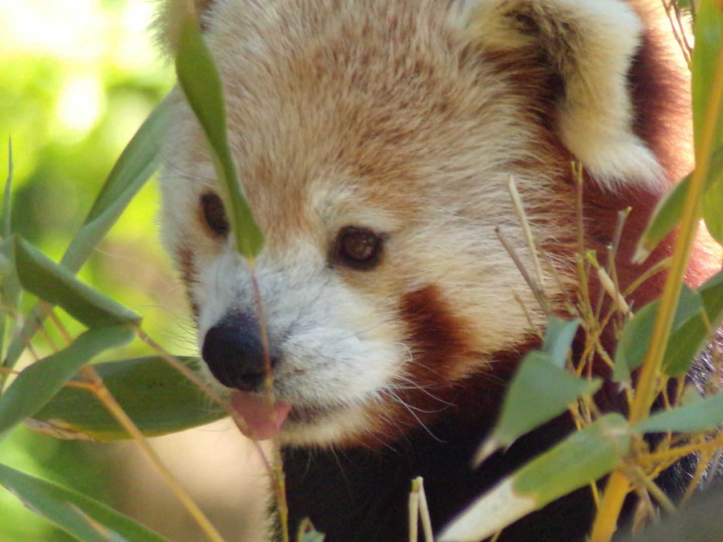 Red panda 20.5.24