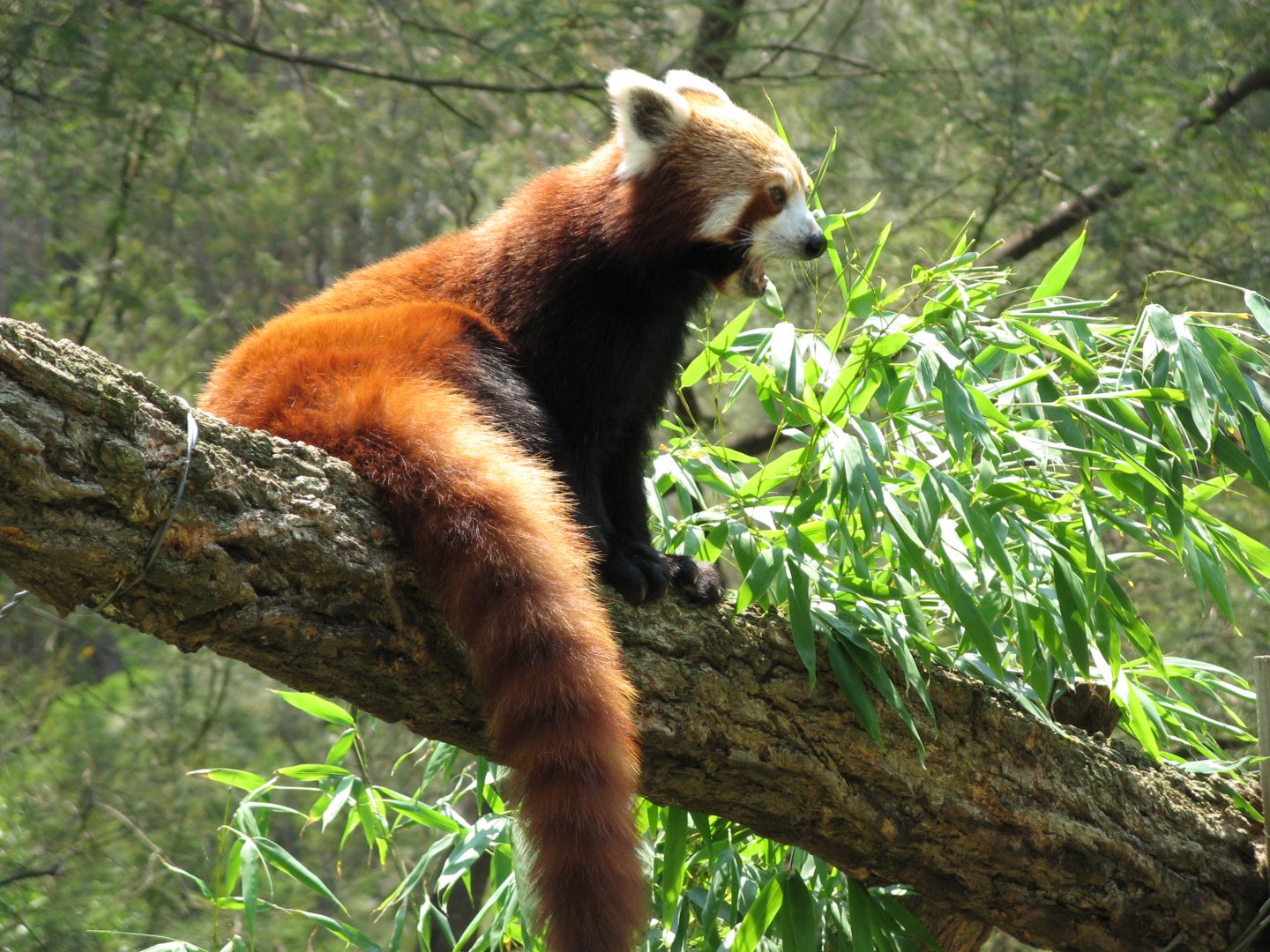 Red Panda (2007)