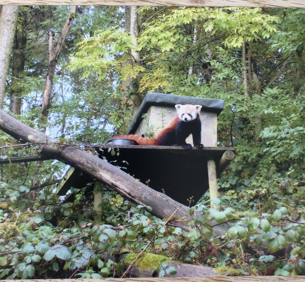 Red panda 2012