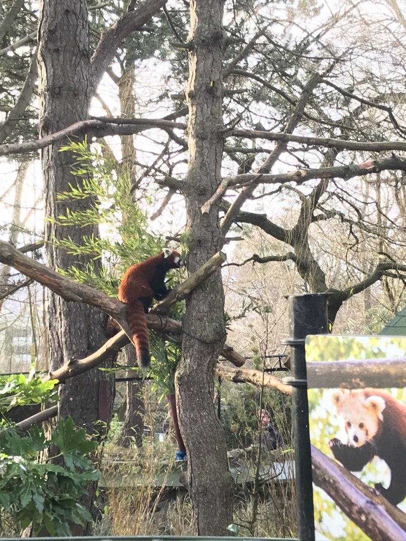 Red panda (2020)