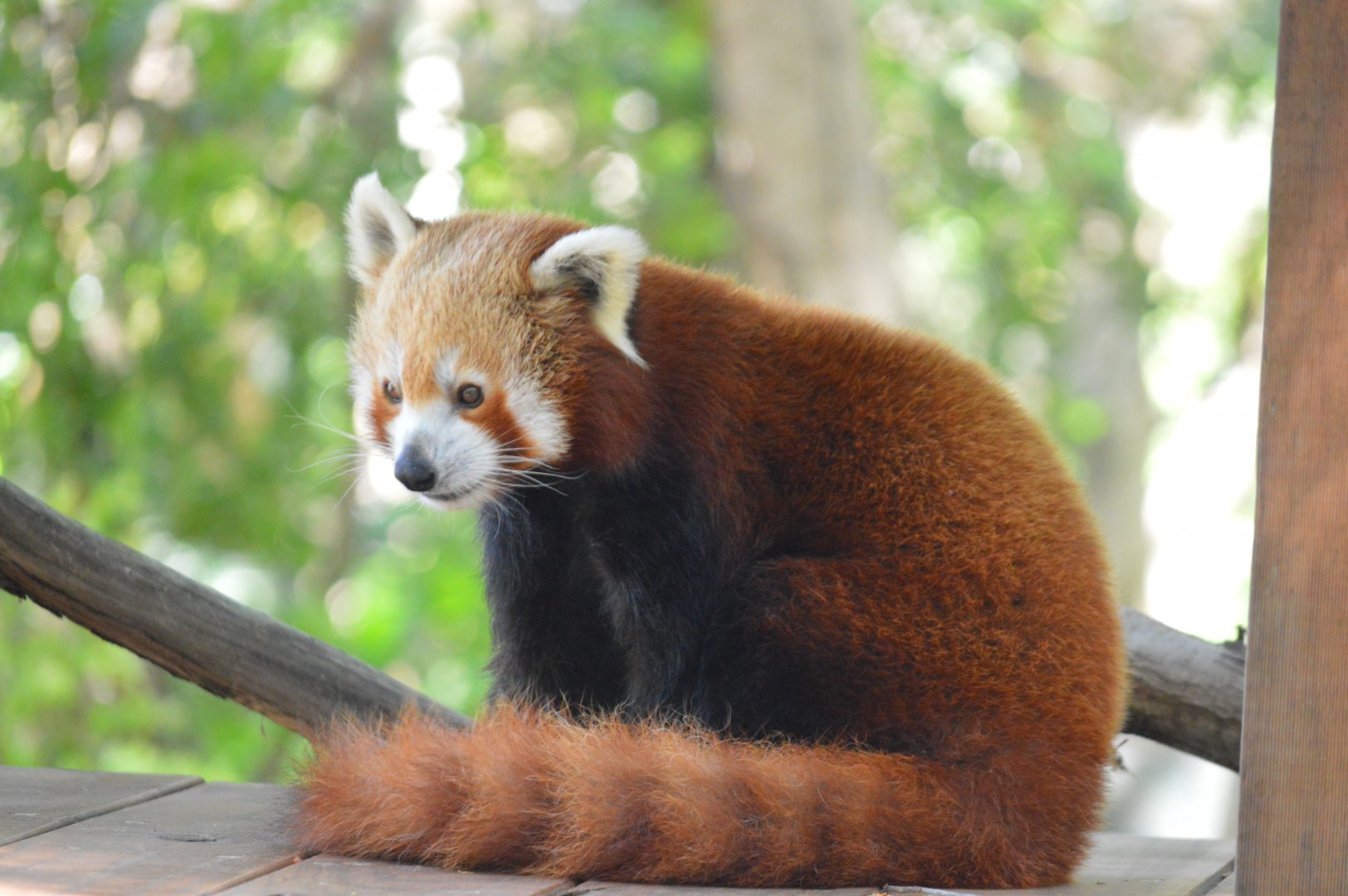 Red Panda, 2020