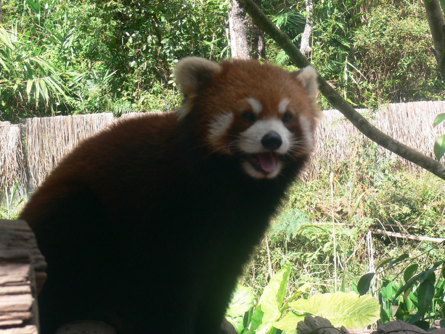 Red Panda 2025/11/24-1