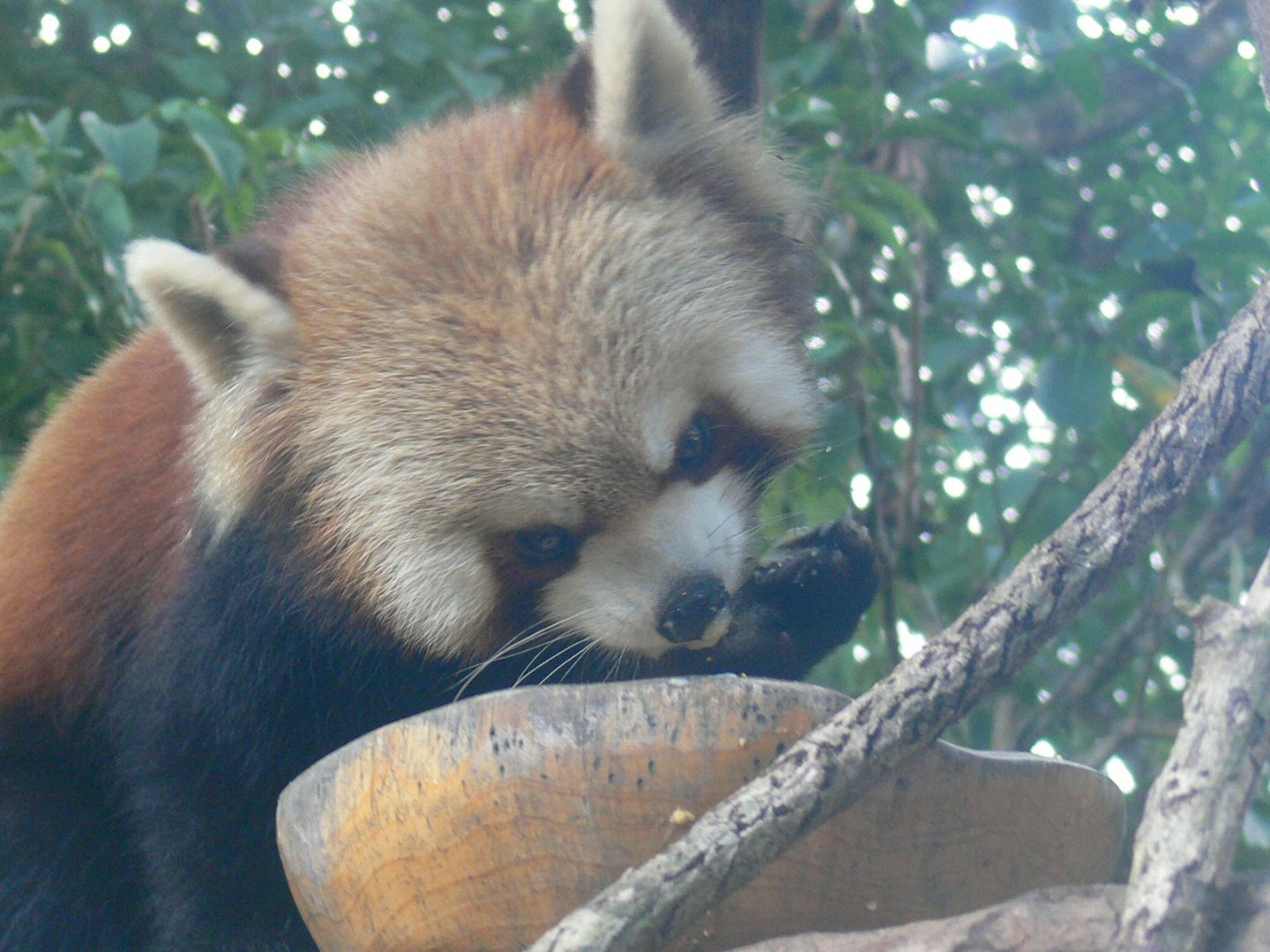 Red Panda 2025/11/24-2