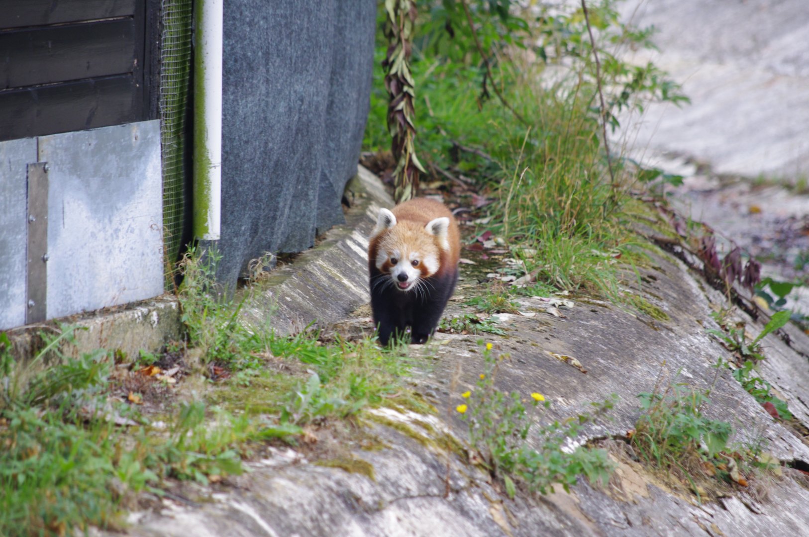 Red Panda- 21/9/2024