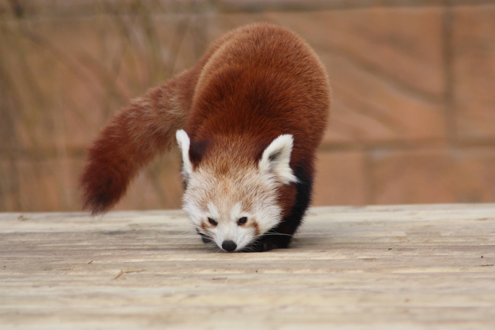 Red Panda, 21st February 2014