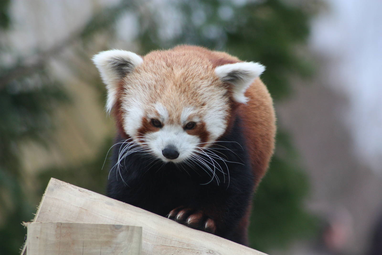 Red Panda, 21st February 2014