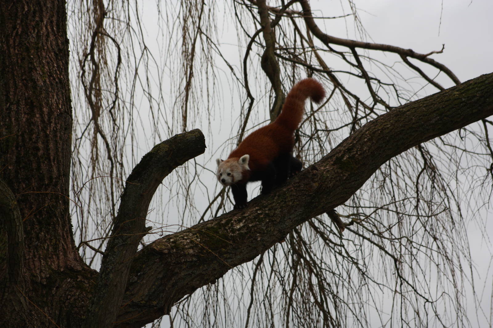 Red Panda, 21st February 2014