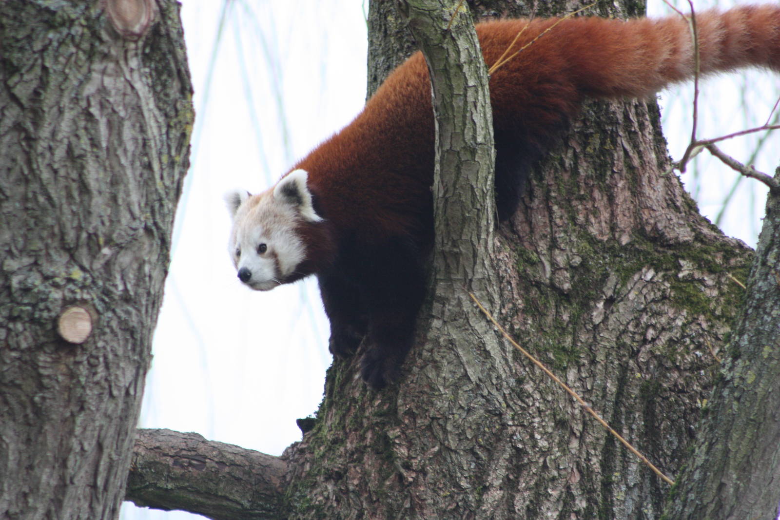 Red Panda, 21st February 2014