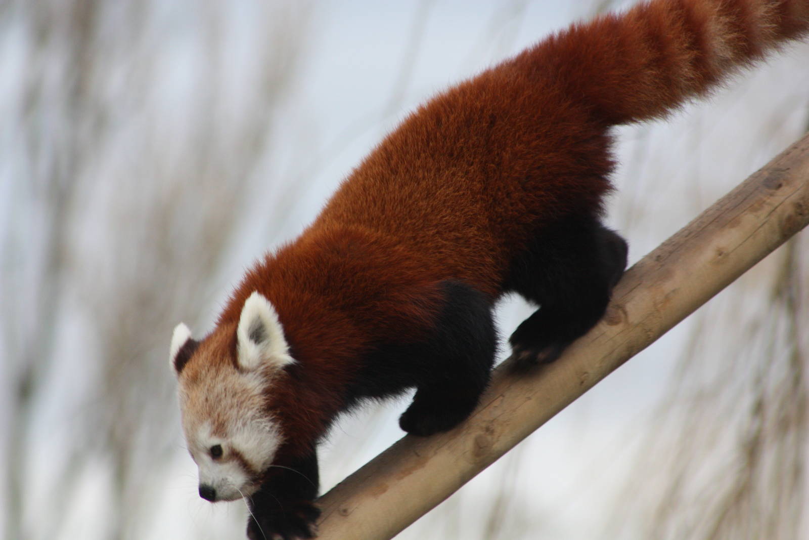 Red Panda, 21st February 2014
