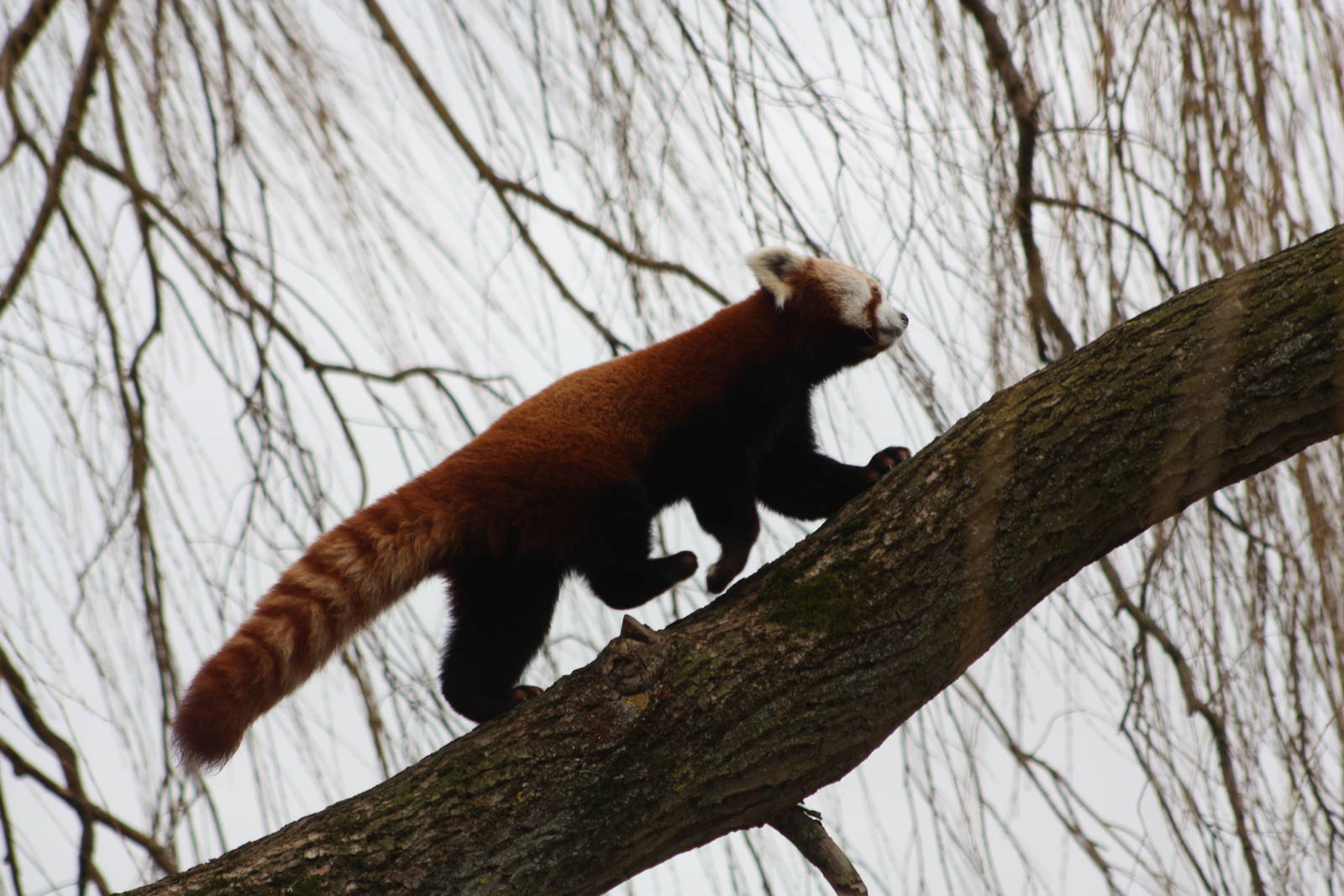 Red Panda, 21st February 2014