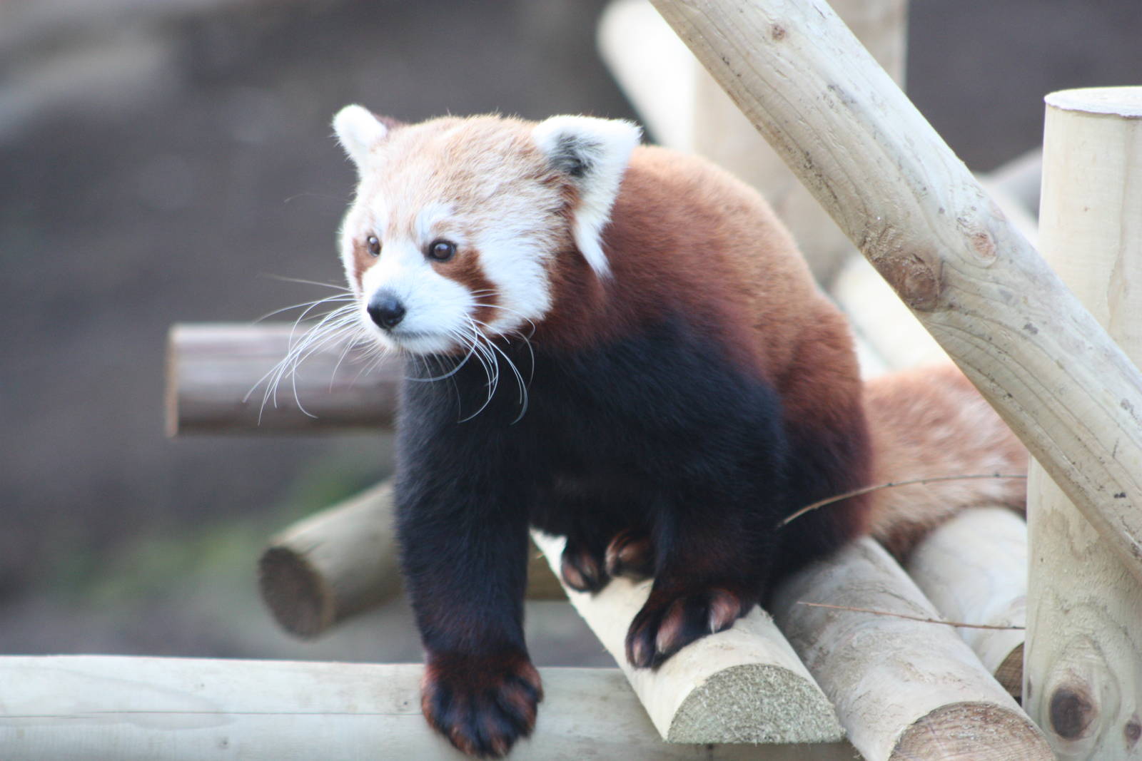 Red Panda, 21st February 2014