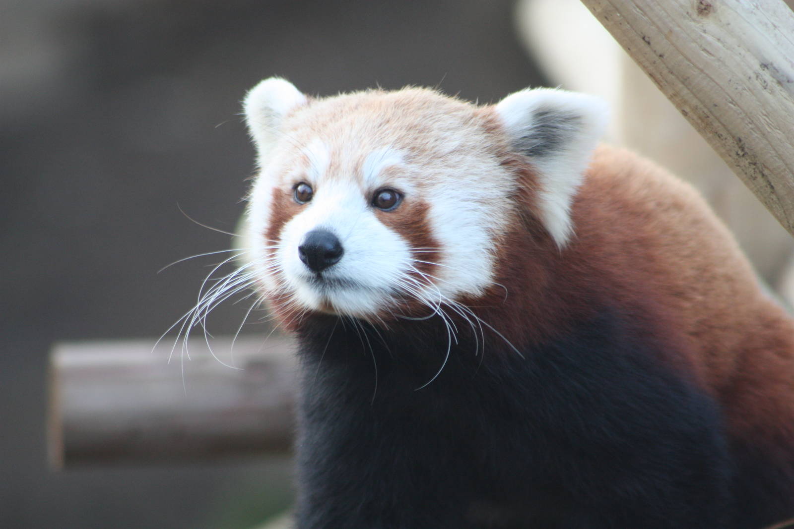 Red Panda, 21st February 2014