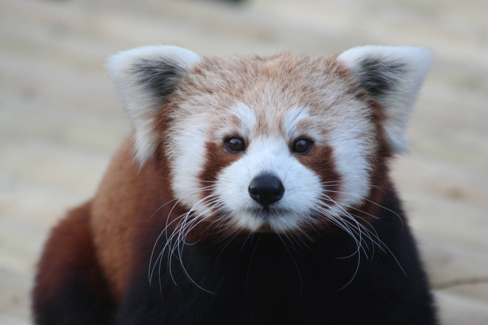 Red Panda, 21st February 2014