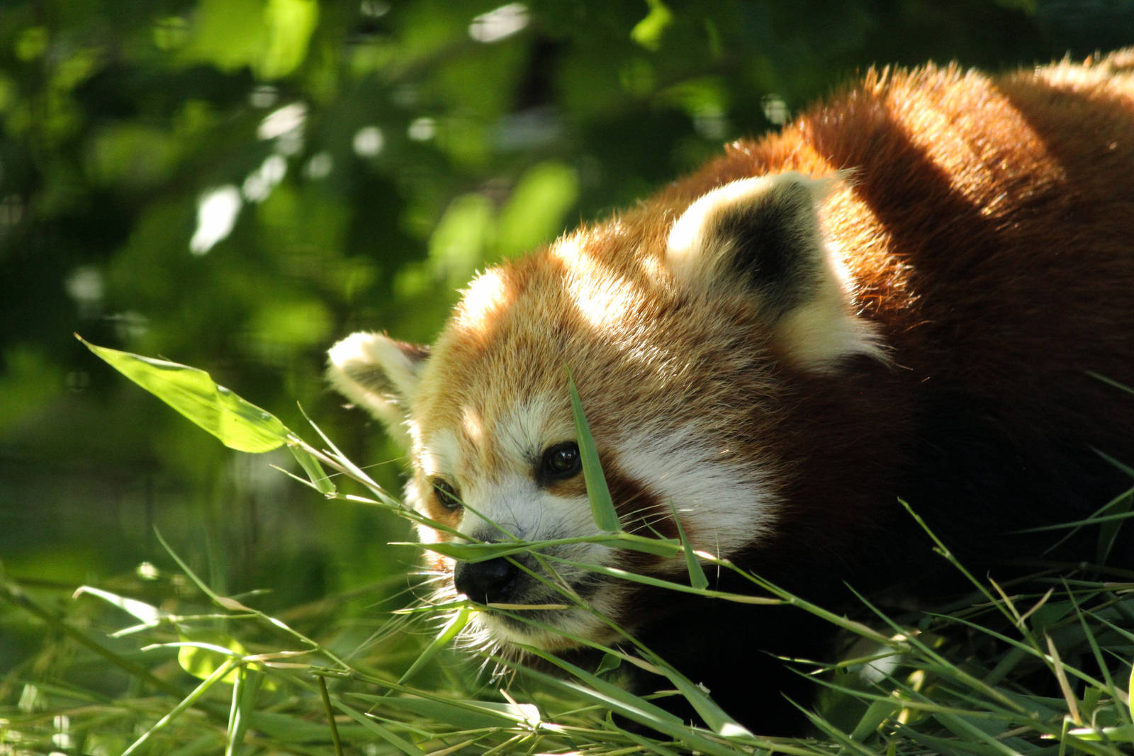 Red Panda 24/07/2013