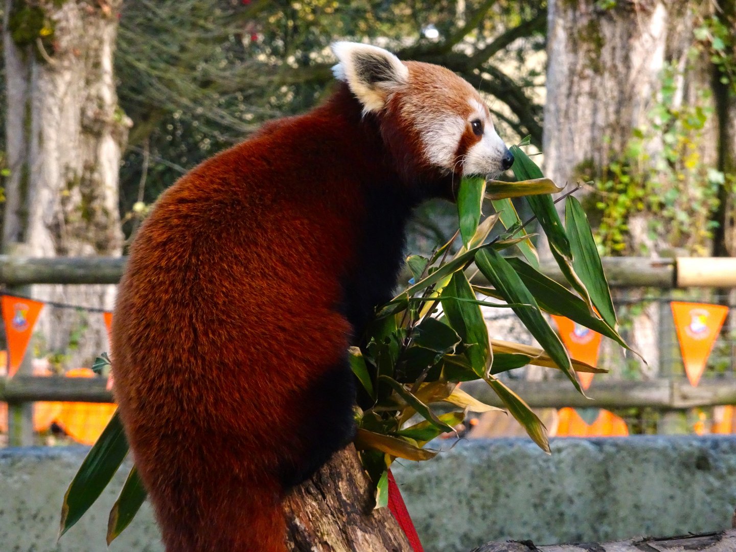 Red Panda 25 October 2025