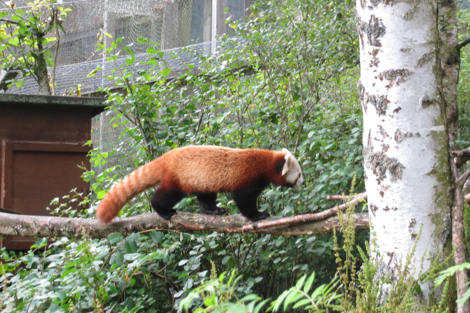 Red Panda 250815