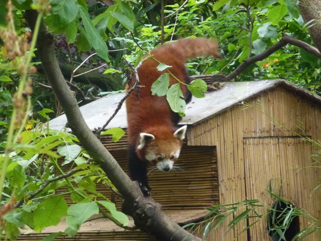 Red panda 27.6.13