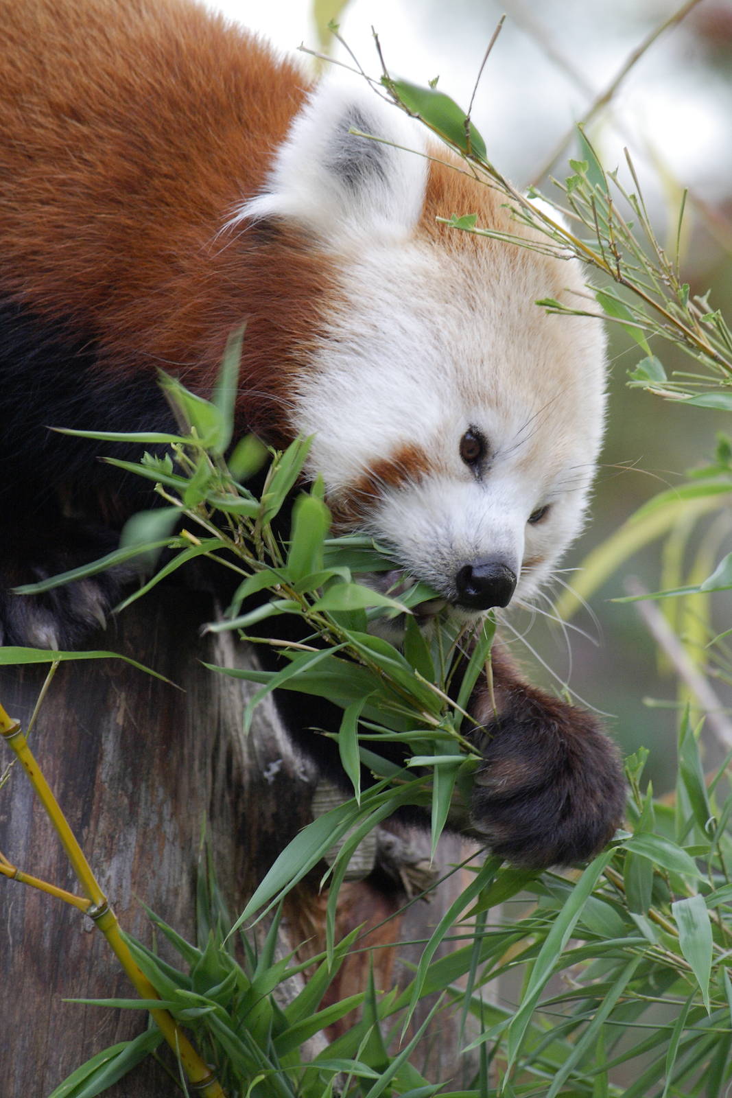 Red panda, 28/11/11