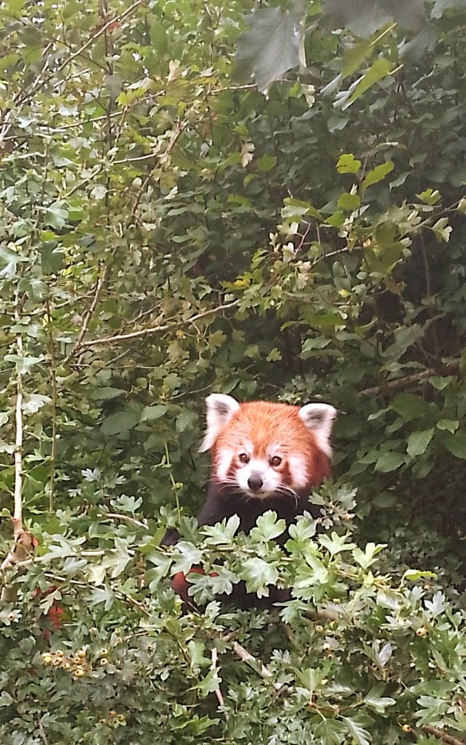 Red panda 290725