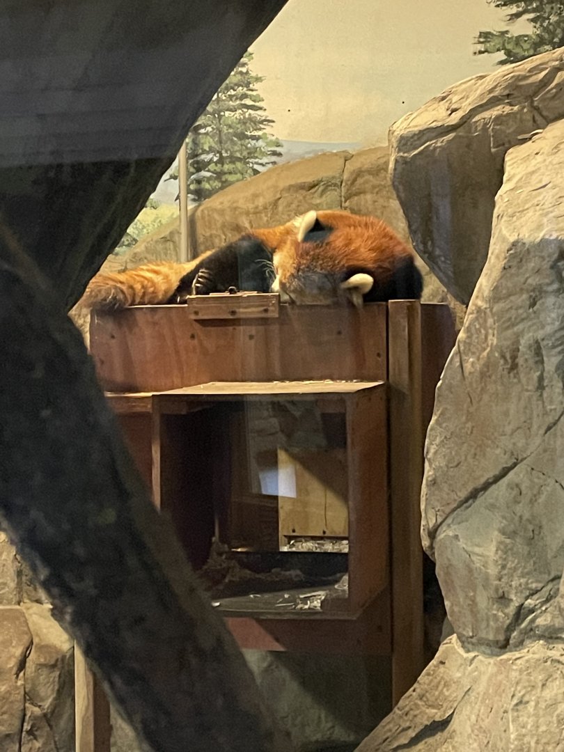 Red Panda (3/17/22)