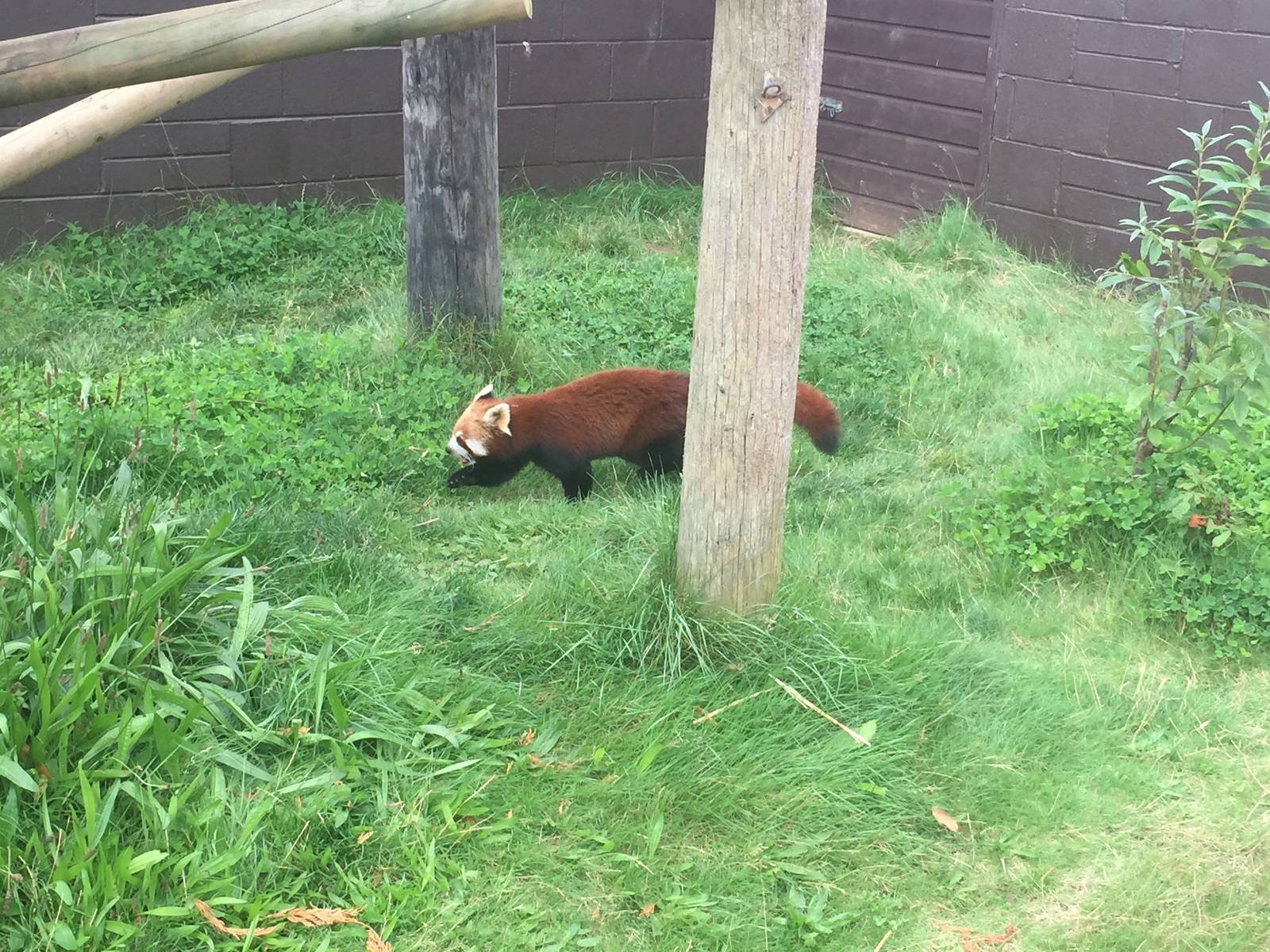 Red Panda - 30/08/15