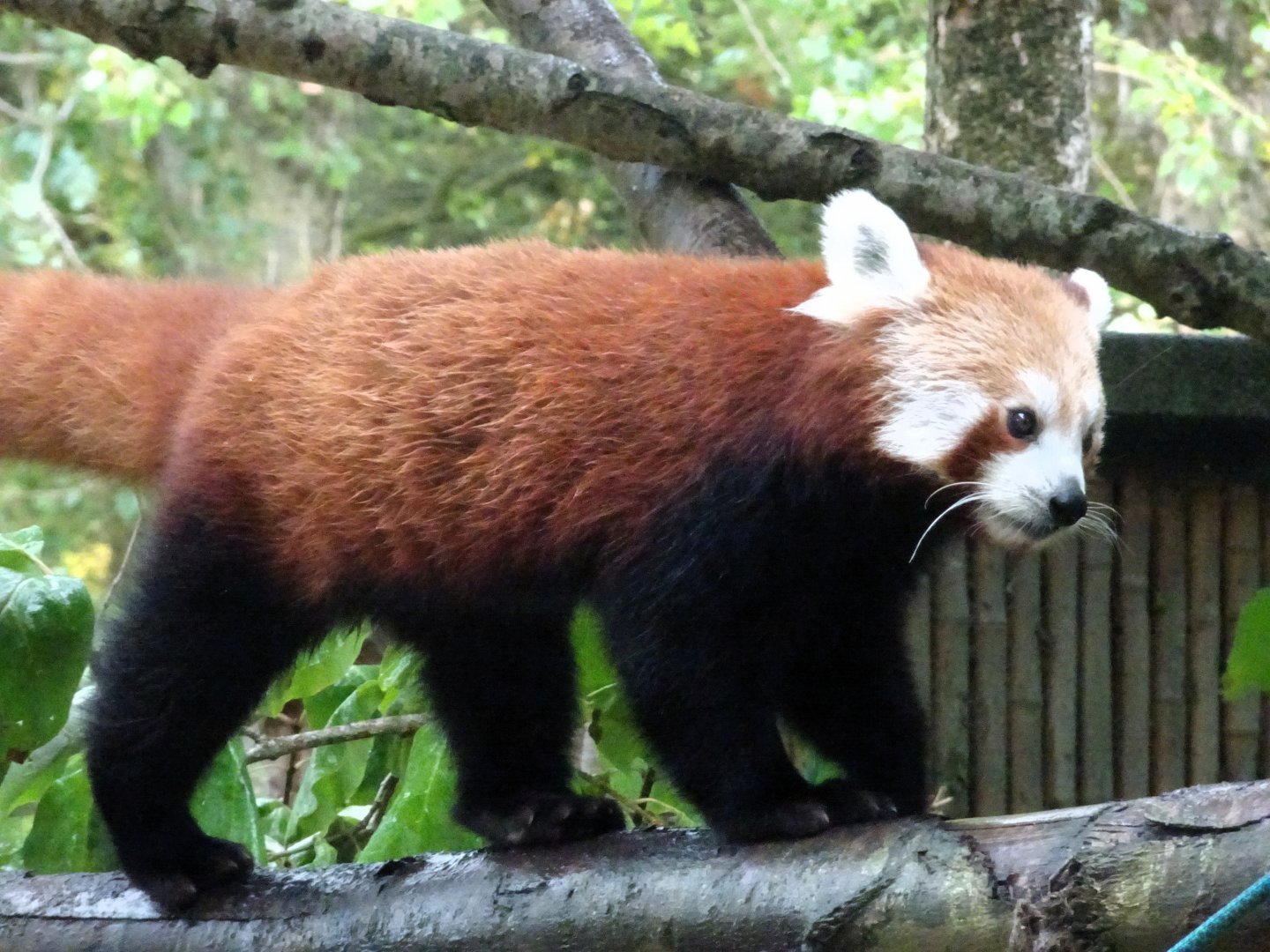 Red Panda 31 August 2025