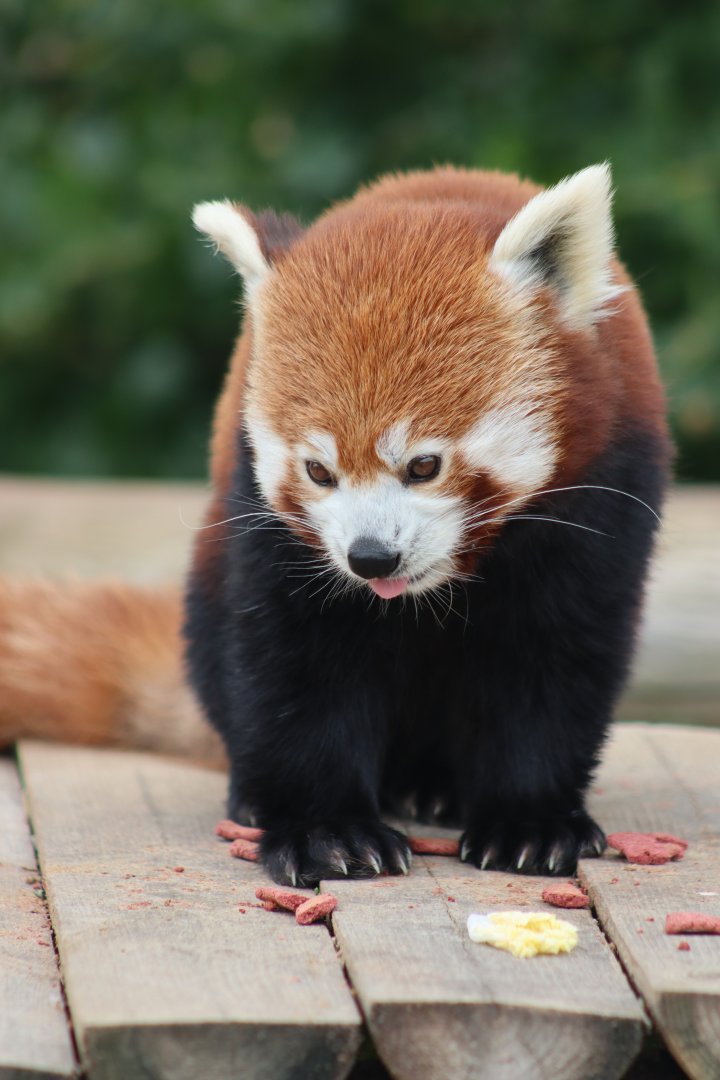 Red panda - 4 June 2022