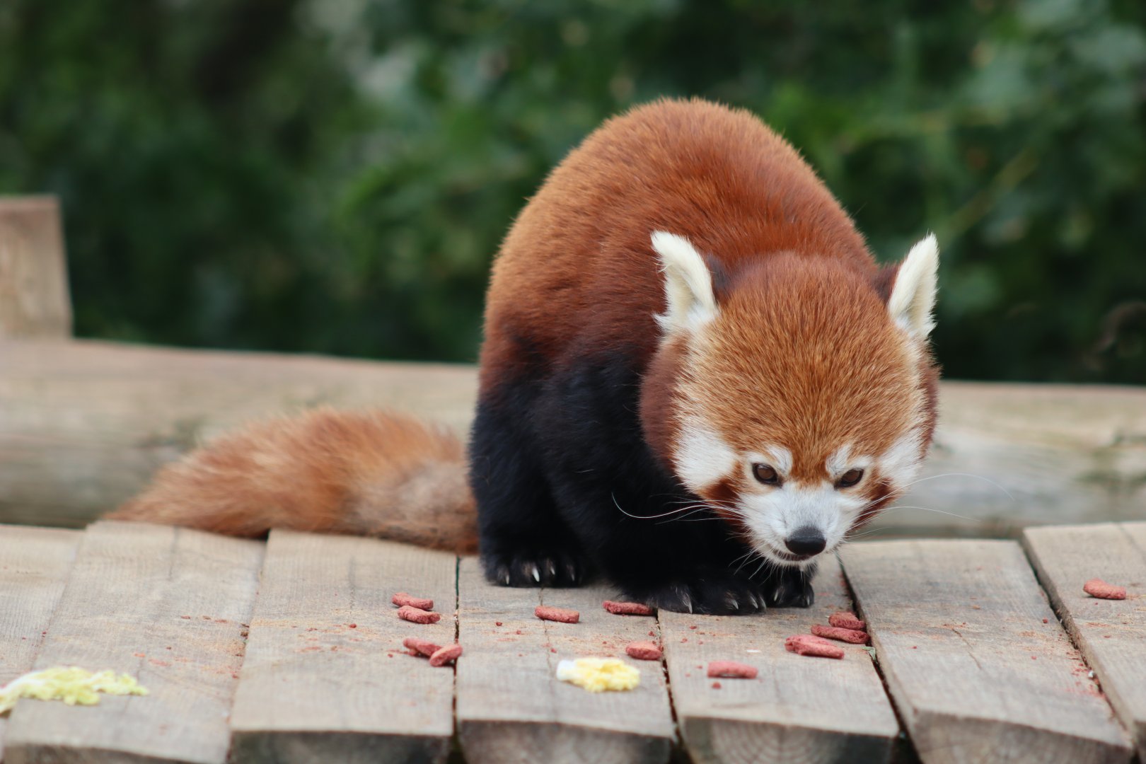 Red panda - 4 June 2022