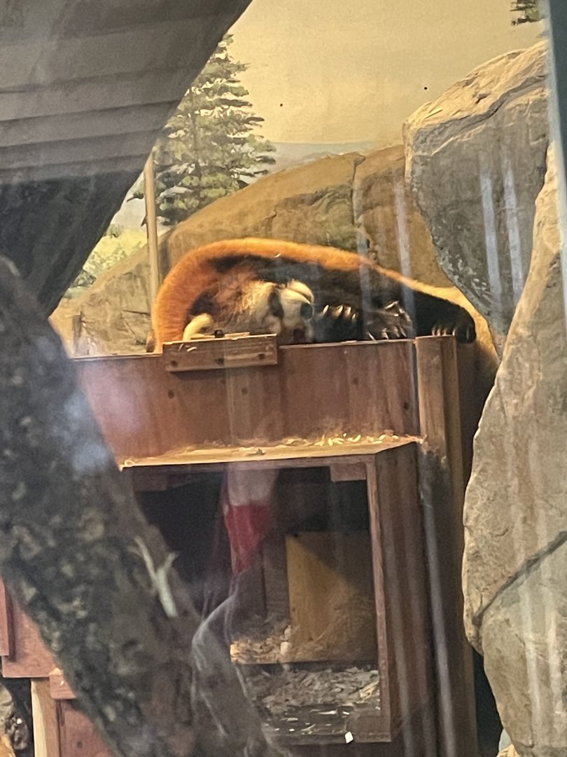 Red Panda (5/2/21)