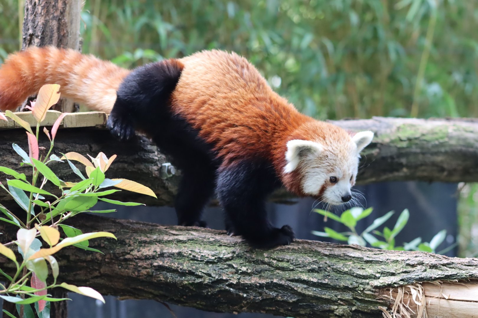 Red Panda - 6th July 2024
