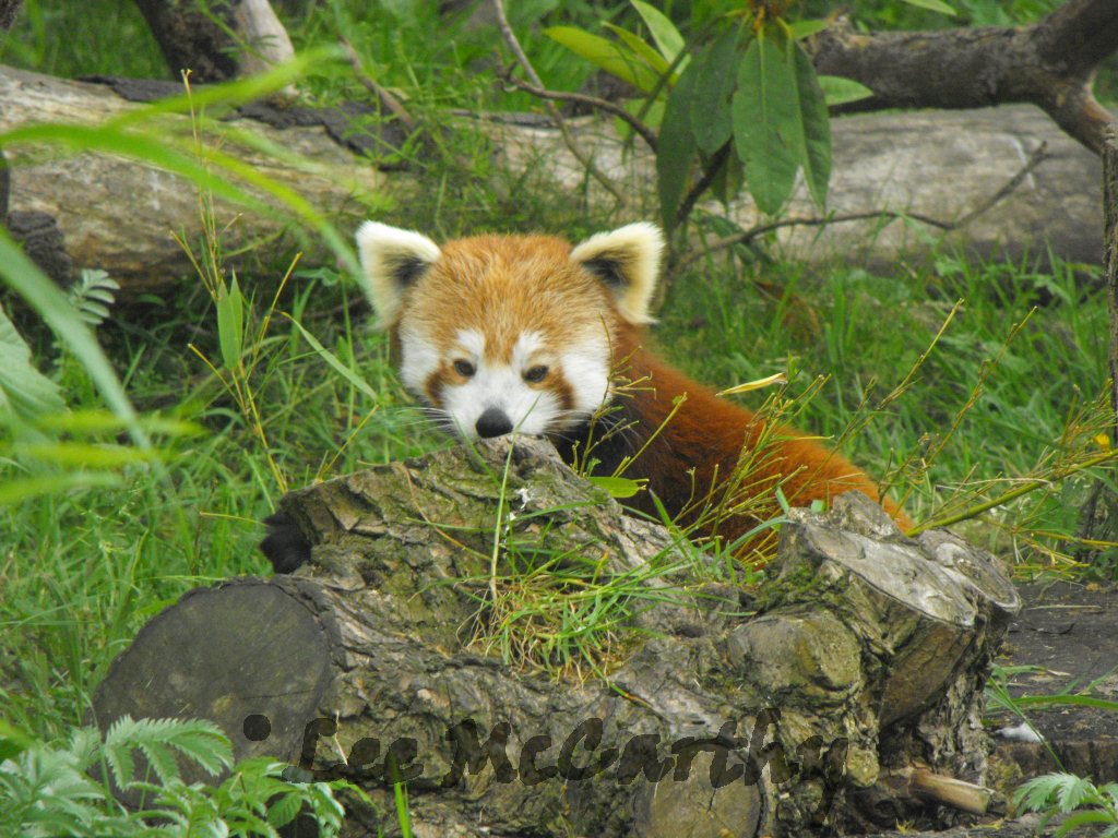 Red Panda 6th June 2010