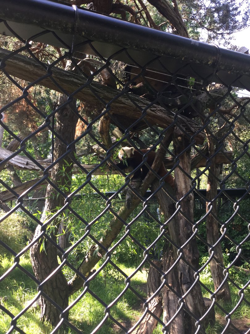 Red Panda 8/3/19