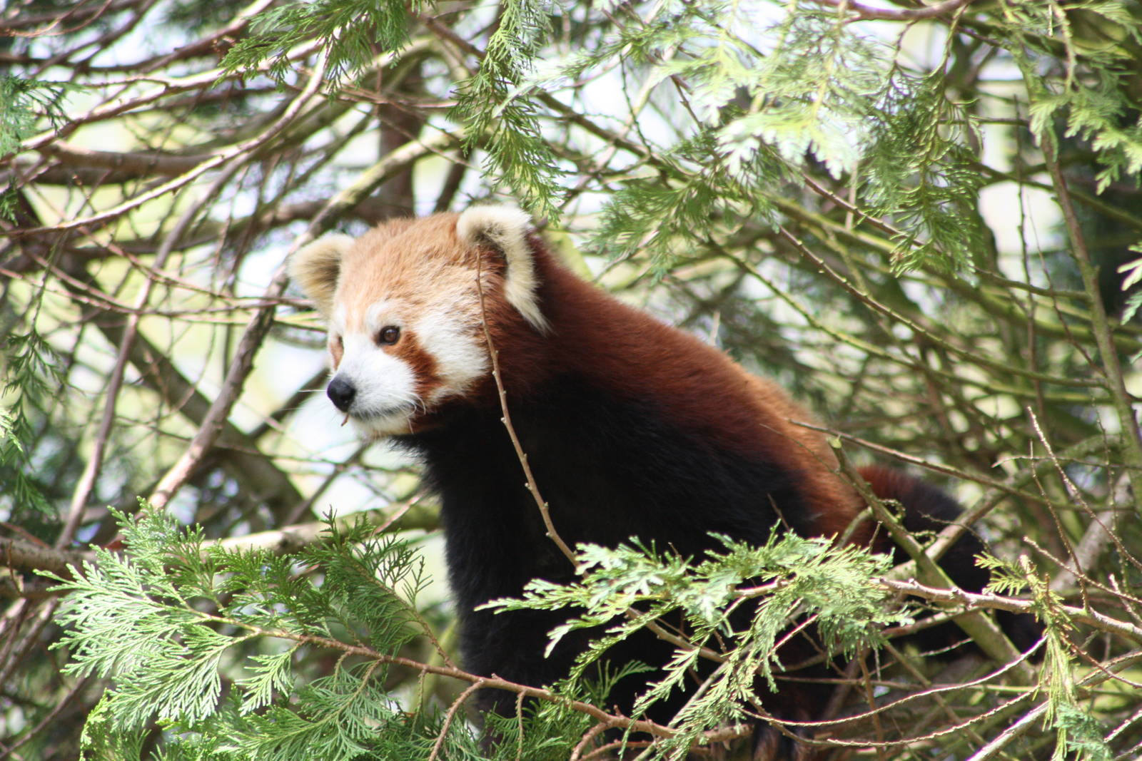 Red Panda, 9th June 2014