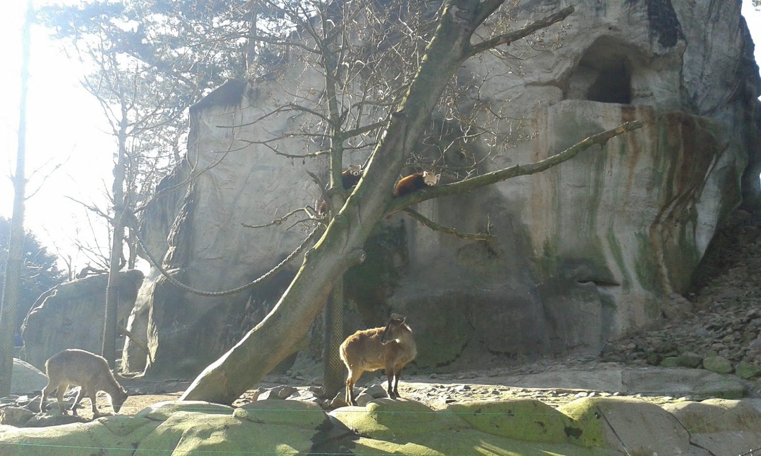 Red Panda above Himalayan Tahr
