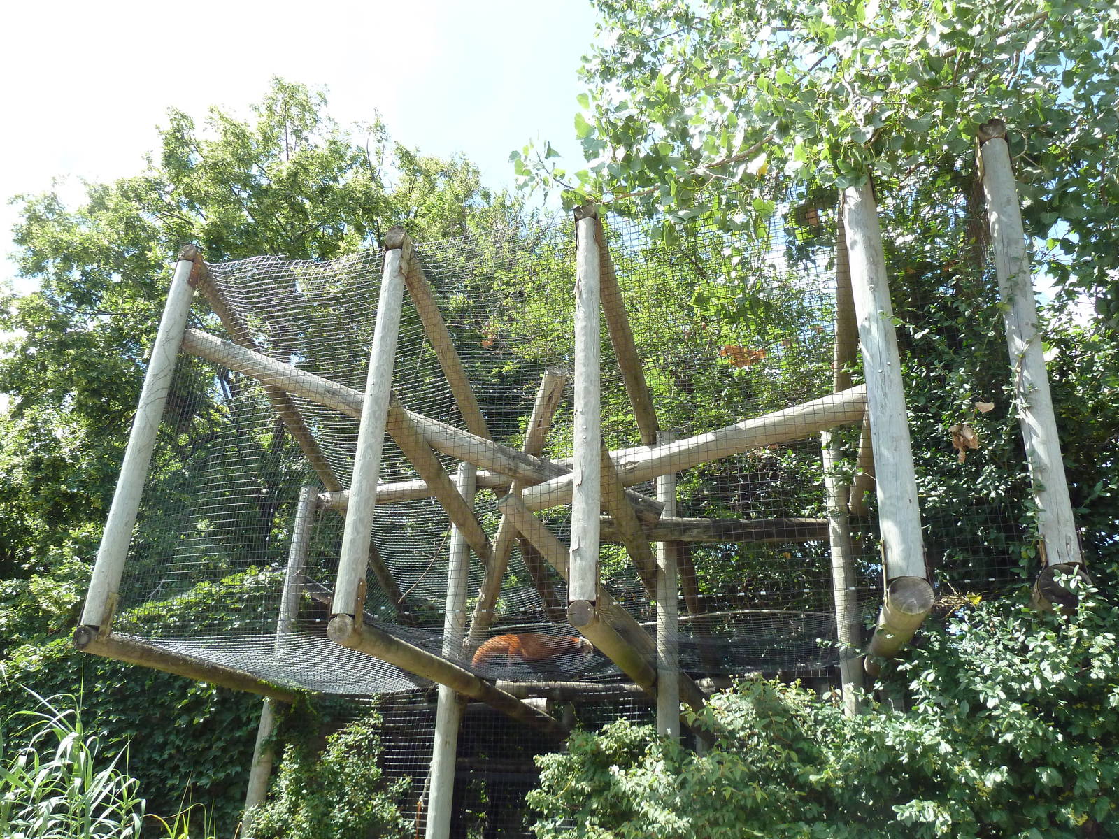 Red Panda (above visitor heads)