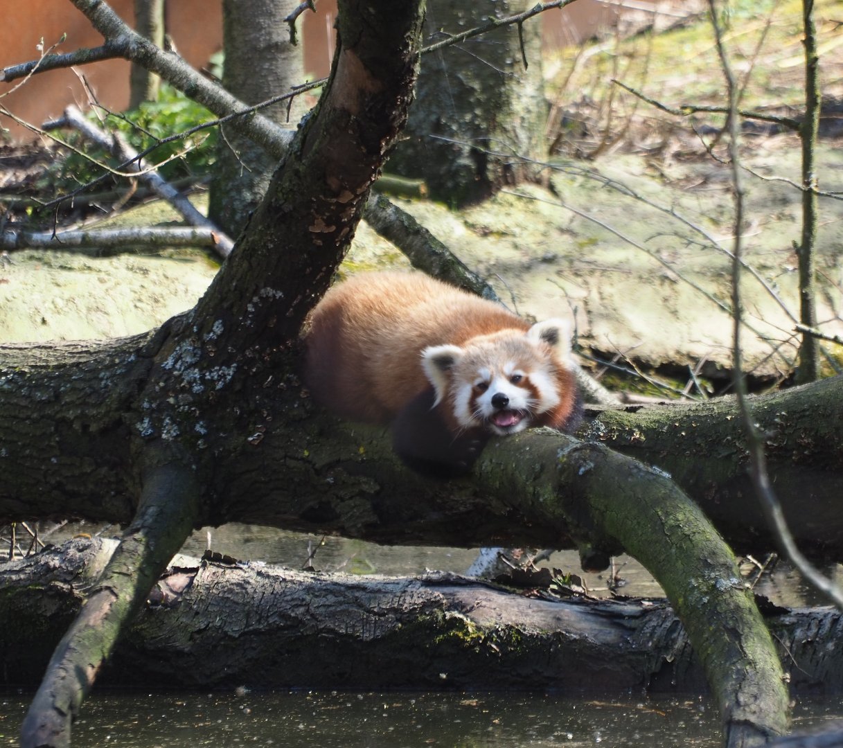Red panda (Ailurus fulgens), 2019-03-30