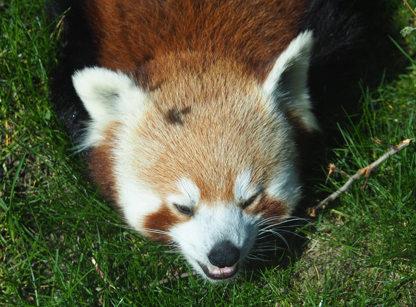 Red panda (Ailurus fulgens), 2019-04-20