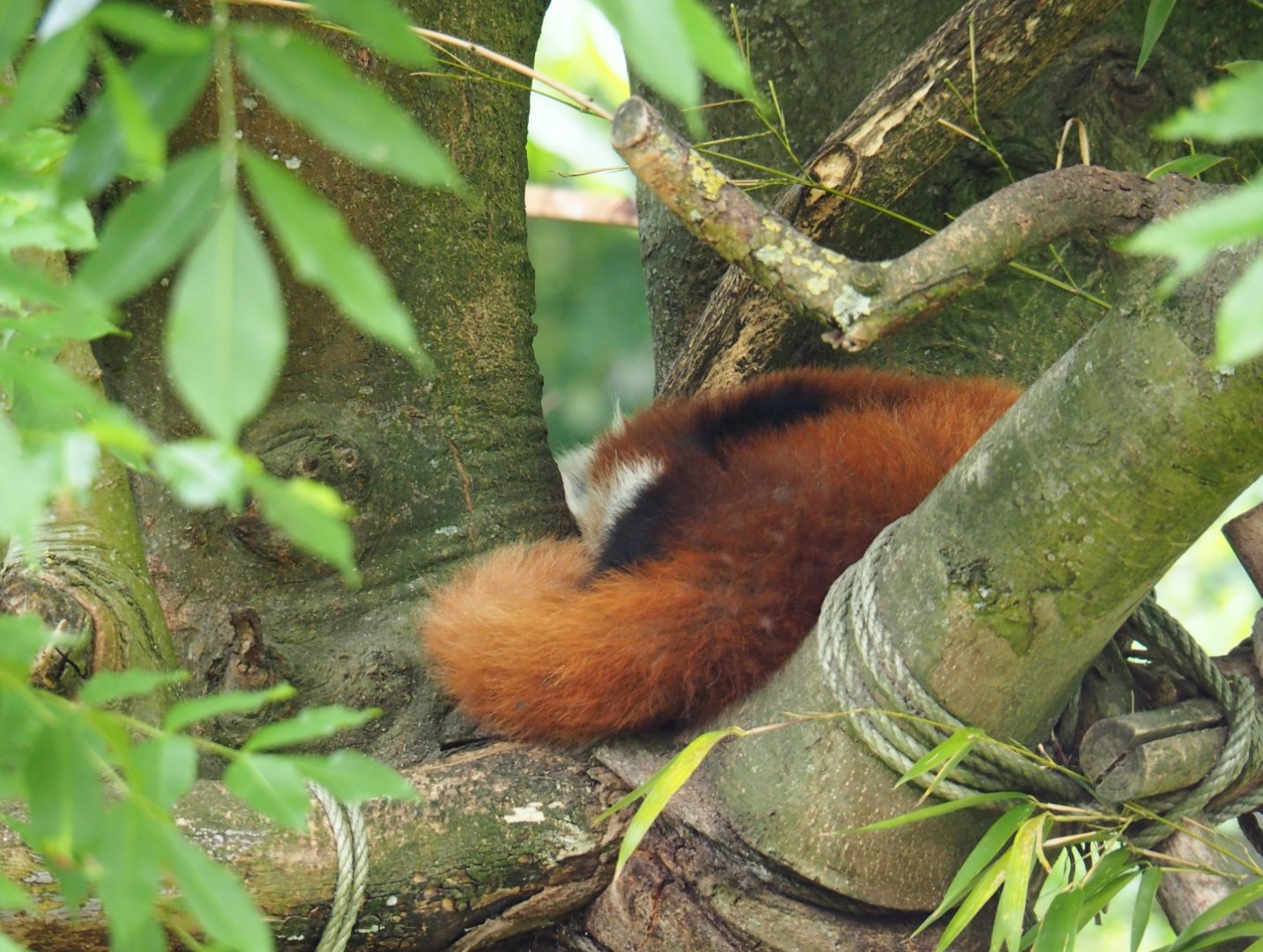 Red panda (Ailurus fulgens), 2019-05-31