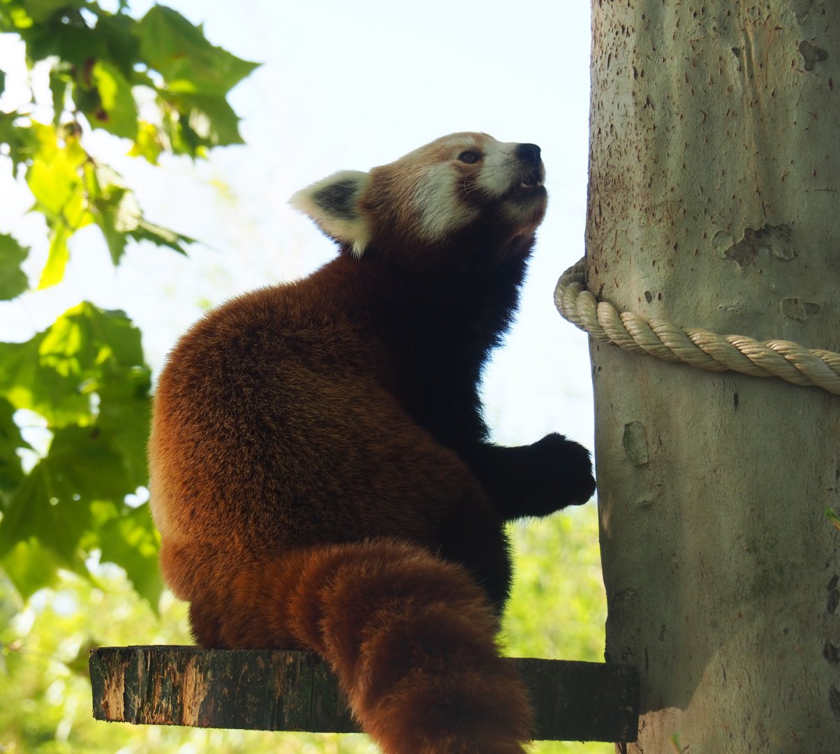 Red panda (Ailurus fulgens), 2019-06-01