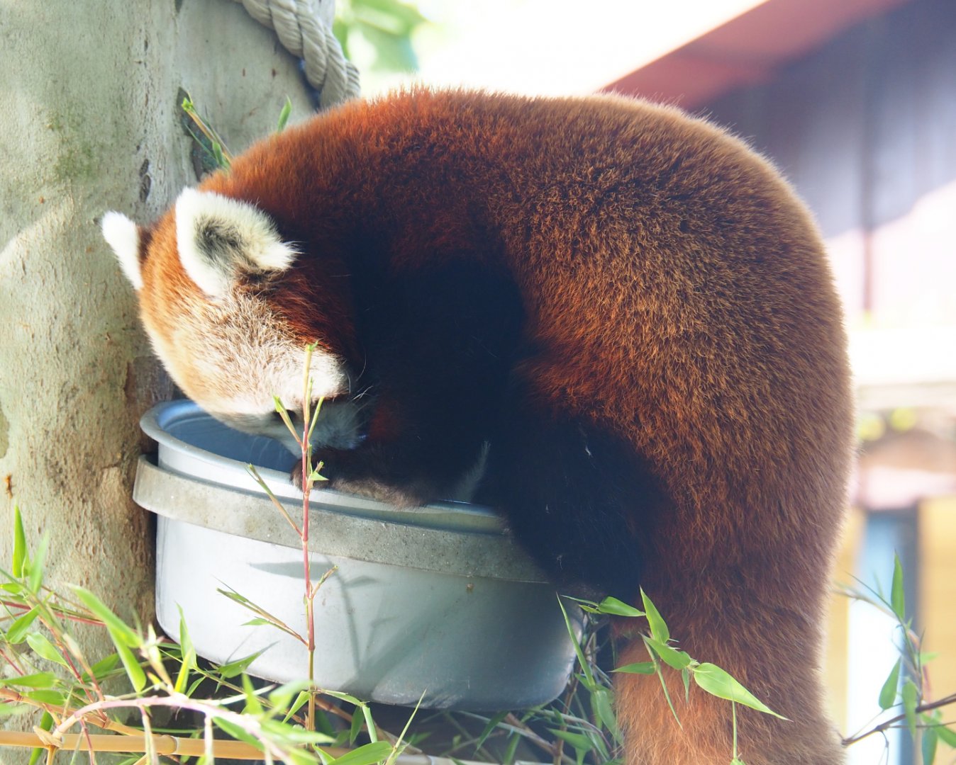Red panda (Ailurus fulgens), 2019-06-01