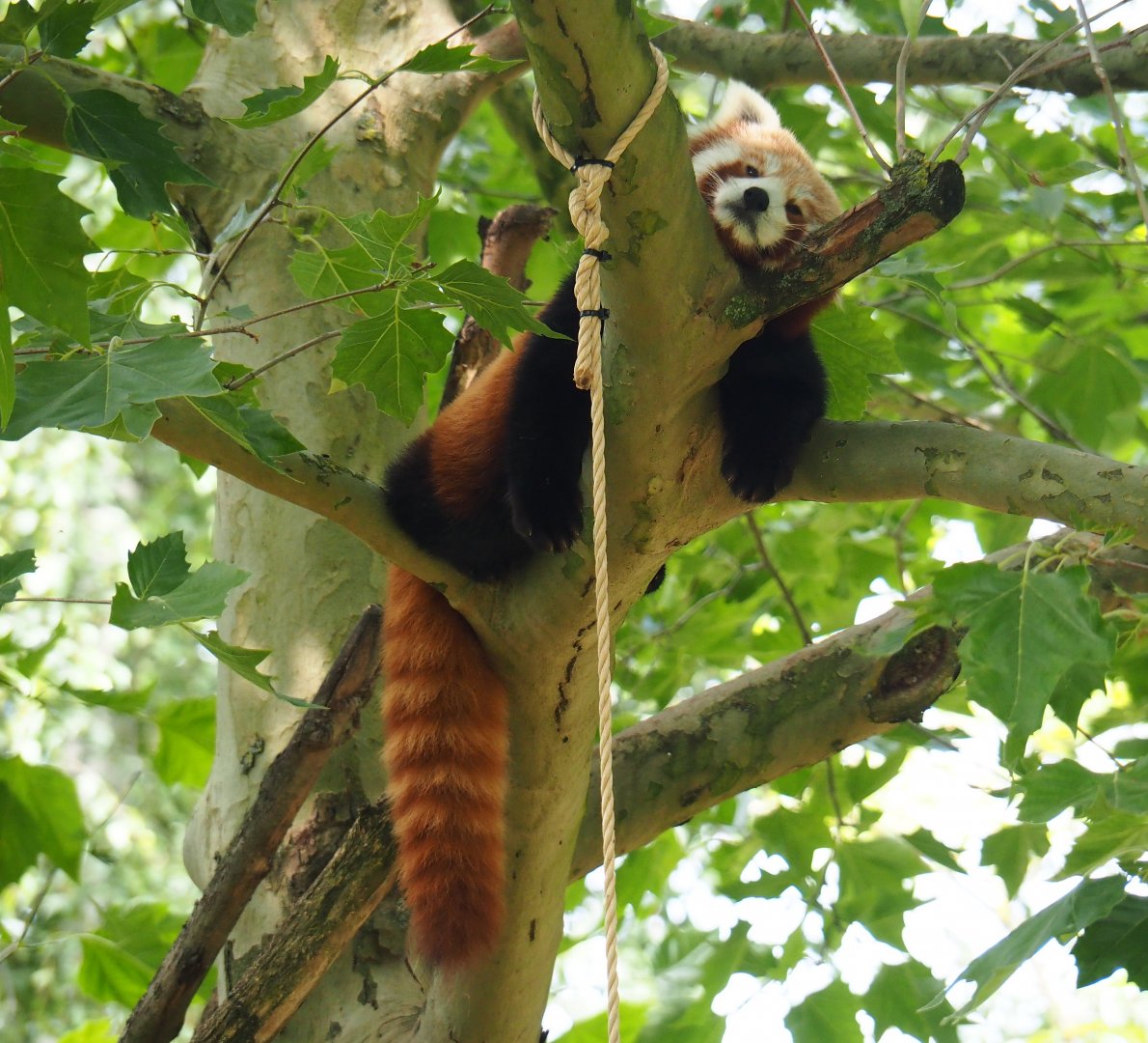 Red panda (Ailurus fulgens), 2019-06-26